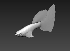鱼模型